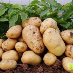 土豆 荷兰十五大户直销