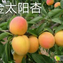 陕西省.大荔县金太阳杏火热预售中（代发代办代存）