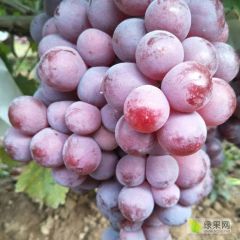 陕西红提 糖度高 红度好 颗粒大