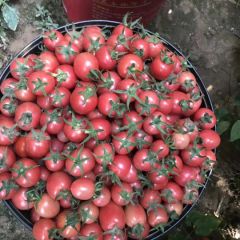 供应滑县粉果圣桃6号