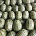 潍坊2K 超越梦想 蓝籽 红玉 京欣 墨童4月20上市