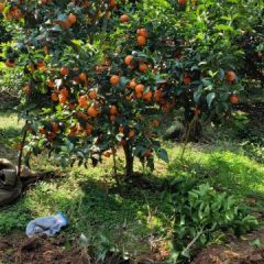 众志成城，安全采果！