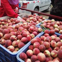 湖北桃子基地 桃子价格行情