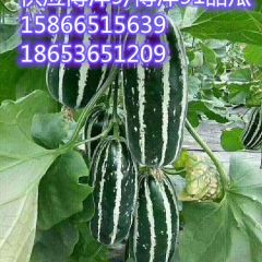 山东潍坊博洋9甜瓜产地直销