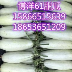 山东博洋61甜瓜，博洋9甜瓜主产区
