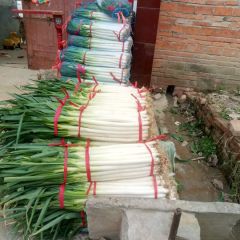 新野优质大葱，分级热销。。。