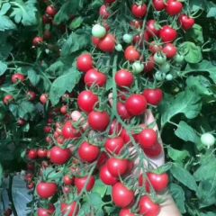 千禧圣女果贝贝圣女果