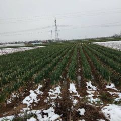 供应优质长白，铁杆大葱