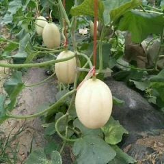 我处专业种植香瓜，甜瓜。被誉为，香瓜之乡。价格公道，味道