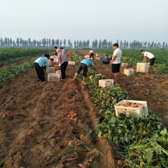 龙薯九大量出售