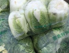 荆门蔬菜种植基地大量供应韩国精品黄心大白菜