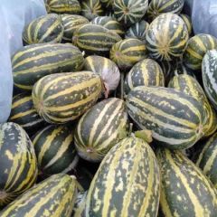 潍坊博洋九系列 冰糖籽甜瓜