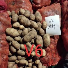 沽源县开始销售土豆种子，张小云