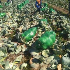 大量供应绿春，价格优惠