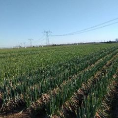 南阳新野优质钢葱13523643748