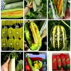 山东潍坊甜瓜，西瓜生产基