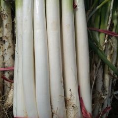 新野优质大葱