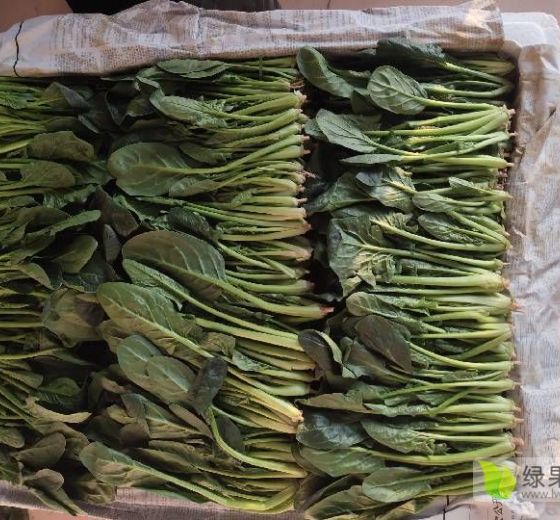 2020年山东滨州大叶菠菜价格