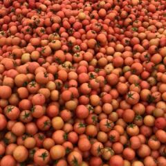 2020苍南西红柿 大量收购中有需求的广大客户