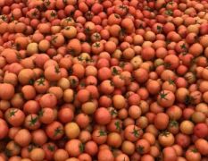 2020苍南西红柿 大量收购中有需求的广大客户
