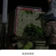 永年芹菜绿色无公害,西河王嘉济诚信合作
