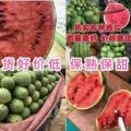 早春红玉西瓜 2K西瓜 产地直销价格最低 保熟保甜