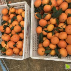 大量供应沙糖桔沃柑！15978104263