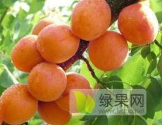 基地供应优质杏树苗，品种齐全