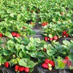 批发优质草莓苗，质优价廉