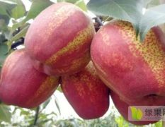 基地直销优质梨树苗，品种齐全