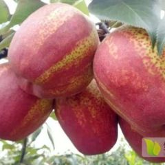 基地直销优质梨树苗，品种齐全
