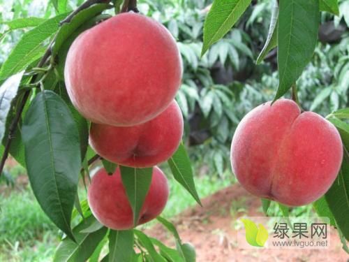 2020年山东岱岳桃树苗价格