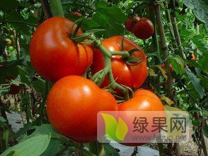 大量优品西红柿