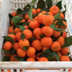 砂糖橘无限供货