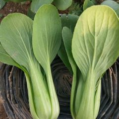 2020曹县小白菜今年价格有看点