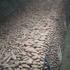 饶阳姚庄尹力佳龙署九号红薯