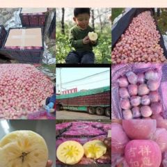 优质山西冰糖心红富士