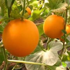 山东大量供应久红瑞甜瓜 黄河蜜甜瓜产地