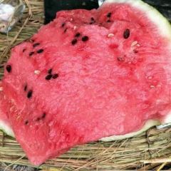 东台8424西瓜平台规格货包入库 麒麟瓜可开发票