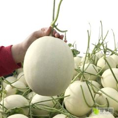 山东玉姑甜瓜 东方蜜 红金蜜 久红瑞 鲁厚甜 晓密 网纹蜜瓜大量上市