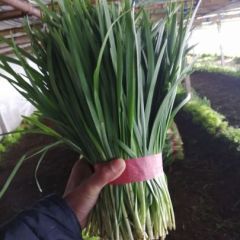 河北抚宁代收韭菜13930368956