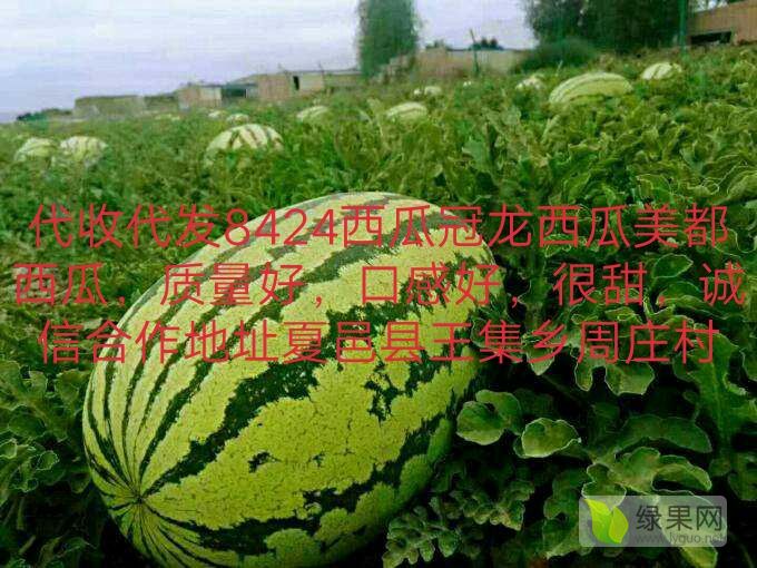 河南夏邑麒麟西瓜最大西瓜种植基地