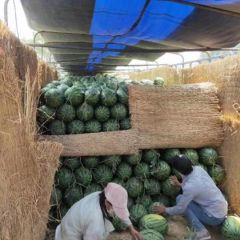 河南西瓜产地市场:双红金城5 沙漠瓜 京欣西瓜诚信专业代办代收代发