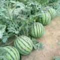 河南夏邑早佳8424麒麟瓜