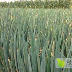 供应优质长白大葱干葱