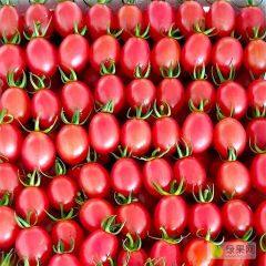 千禧圣女果产地代办 代收代购 广东电白特优产区