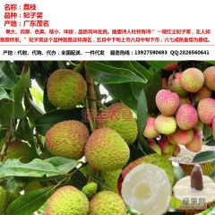 代收荔枝2020广东茂名产区大量上市供应