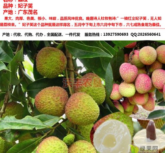 2020年广东电白妃子笑价格