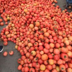 浙江苍南县暖棚优质大红分红西红柿大量上市