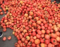 浙江苍南县暖棚优质大红分红西红柿大量上市
